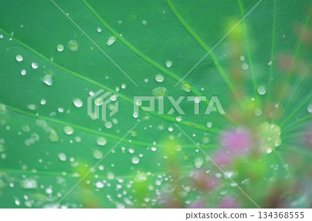 A pure lotus photographed at a lotus pond in Kumiyama Town, Kuze District, Kyoto Prefecture 134368555