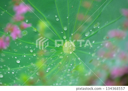 A pure lotus photographed at a lotus pond in Kumiyama Town, Kuze District, Kyoto Prefecture 134368557