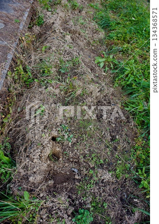 A corner of a field that a wild boar has dug up in search of food A corner of a field that a wild boar has dug up in search of food 134368571