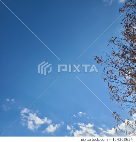 藍藍的天空,冬天和倒下的樹木 藍藍的天空,冬天和倒下的樹木 134368634