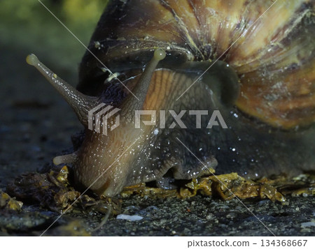 Closeup snail night macro wet shell antenna slime texture with moody calm feeling Closeup snail night macro wet shell antenna slime texture with moody calm feeling 134368667