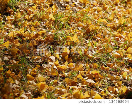Ginkgo leaves fallen to the ground Ginkgo leaves fallen to the ground 134368694