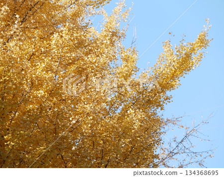 Ginkgo biloba in the blue sky Ginkgo biloba in the blue sky 134368695