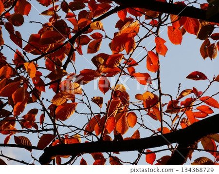 Leaves of autumn leaves cherry blossoms 134368729
