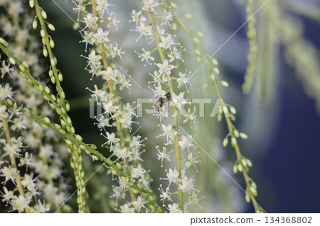 Okawakame flowers, white flowers, Akazakazura, long flower spikes, Okawakame flowers that bloom in spikes of small white flowers Okawakame flowers, white flowers, Akazakazura, long flower spikes, Okawakame flowers that bloom in spikes of small white flowers 134368802