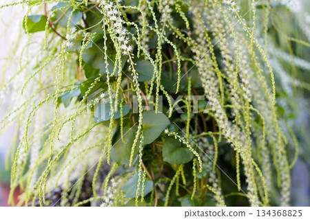 岡川龜花，白色花朵，赤坂，長花穗，岡川龜花開成穗狀，由許多白色小花組成 134368825