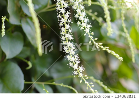 岡川龜花,白色花朵,赤坂,長花穗,岡川龜花開成穗狀,由許多白色小花組成 岡川龜花,白色花朵,赤坂,長花穗,岡川龜花開成穗狀,由許多白色小花組成 134368831
