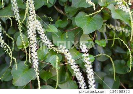 Okawakame flowers, white flowers, Akazakazura, long flower spikes, Okawakame flowers that bloom in spikes of small white flowers Okawakame flowers, white flowers, Akazakazura, long flower spikes, Okawakame flowers that bloom in spikes of small white flowers 134368833