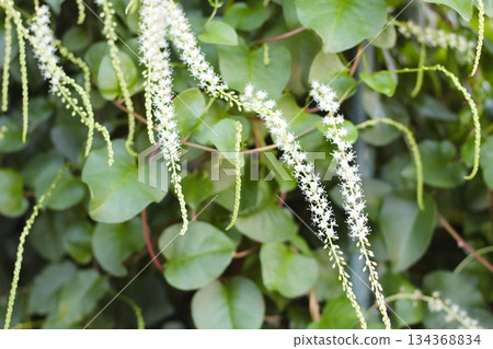 岡川龜花，白色花朵，赤坂，長花穗，岡川龜花開成穗狀，由許多白色小花組成 134368834