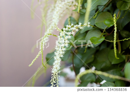 Okawakame flowers, white flowers, Akazakazura, long flower spikes, Okawakame flowers that bloom in spikes of small white flowers Okawakame flowers, white flowers, Akazakazura, long flower spikes, Okawakame flowers that bloom in spikes of small white flowers 134368836