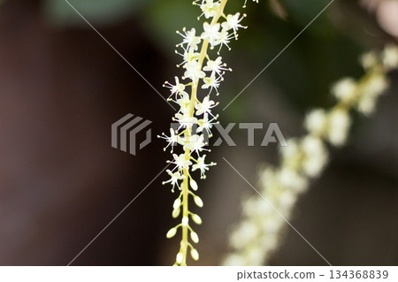 Okawakame flowers, white flowers, Akazakazura, long flower spikes, Okawakame flowers that bloom in spikes of small white flowers Okawakame flowers, white flowers, Akazakazura, long flower spikes, Okawakame flowers that bloom in spikes of small white flowers 134368839