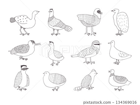 手繪鳥類插圖集 手繪鳥類插圖集 134369016