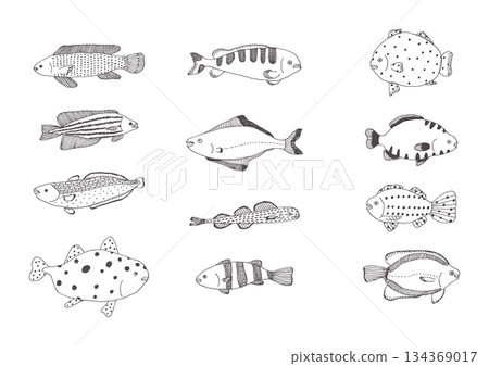 Hand-drawn fish illustration set 134369017
