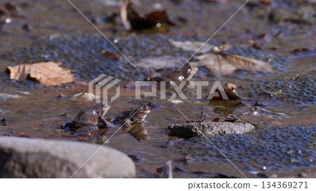 Ezo紅色青蛙和雞蛋 Ezo紅色青蛙和雞蛋 134369271