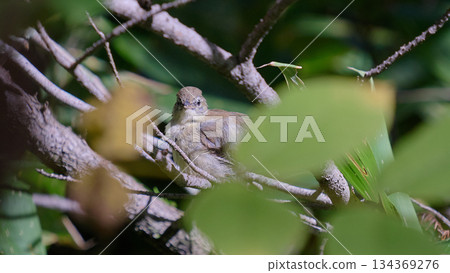 秋季的幼年灌叢鶯 秋季的幼年灌叢鶯 134369276