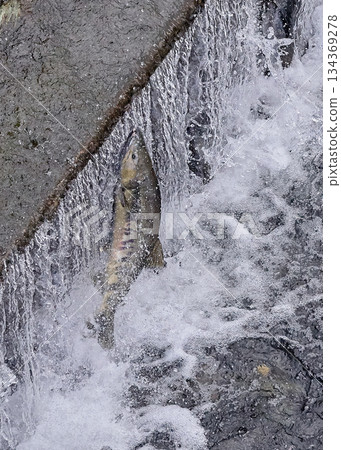 Salmon swimming upstream jumping Salmon swimming upstream jumping 134369278
