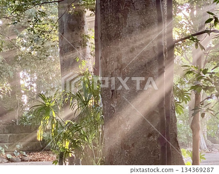 柔和的光線透過樹木和自然背景灑下。 柔和的光線透過樹木和自然背景灑下。 134369287