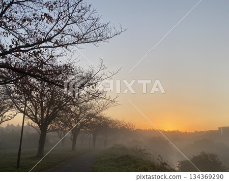 A quiet tree-lined road shrouded in mist before dawn 134369290