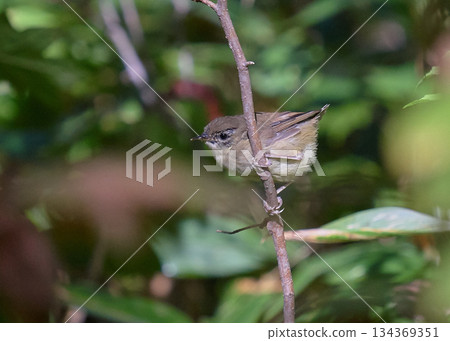 秋季的幼年灌叢鶯 秋季的幼年灌叢鶯 134369351