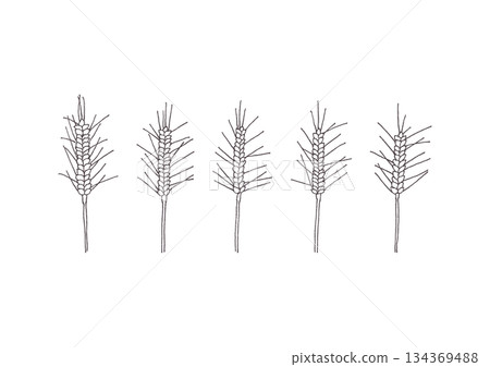 Simple hand-drawn wheat illustration Simple hand-drawn wheat illustration 134369488