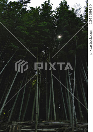 Sunlight shining through the bamboo forest 134369489