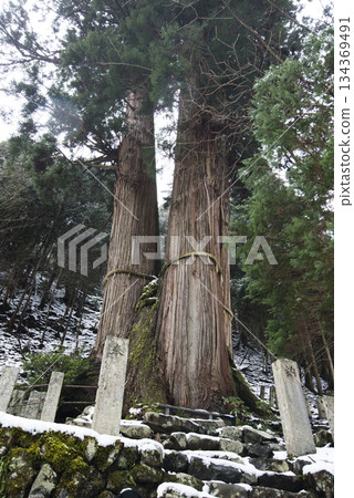 京都花瀨三杉 134369491