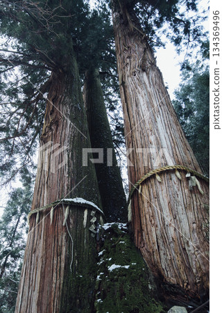 京都花瀨三杉 134369496