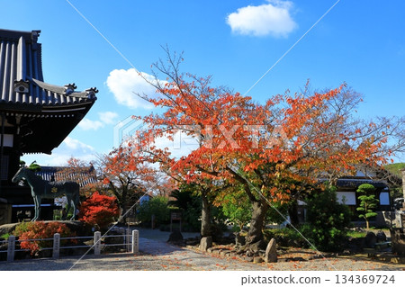 Asuka Village - Autumn leaves at Tachibana Temple Asuka Village - Autumn leaves at Tachibana Temple 134369724