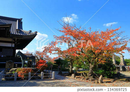 Asuka Village - Autumn leaves at Tachibana Temple Asuka Village - Autumn leaves at Tachibana Temple 134369725
