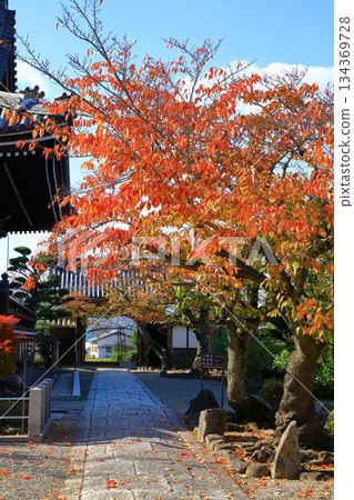 Asuka Village - Autumn leaves at Tachibana Temple Asuka Village - Autumn leaves at Tachibana Temple 134369728