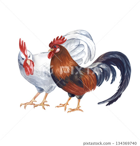The white cockerel looks disapprovingly at the dark rooster. Watercolor illustration on an isolated background. Poultry yard bird clip art in natural colors. Realistic farm birds for eco-friendly food 134369740