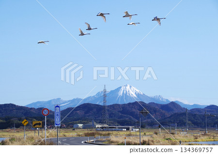 A formation of swans flying over the S-curve of Shiratori Road, which runs through the Nogi Plain, with the snow-capped Mt. Daisen shining against the clear blue sky. 134369757