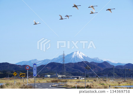 A formation of swans flying over the S-curve of Shiratori Road, which runs through the Nogi Plain, with the snow-capped Mt. Daisen shining against the clear blue sky. A formation of swans flying over the S-curve of Shiratori Road, which runs through the Nogi Plain, with the snow-capped Mt. Daisen shining against the clear blue sky. 134369758