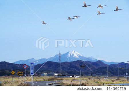 A formation of swans flying over the S-curve of Shiratori Road, which runs through the Nogi Plain, with the snow-capped Mt. Daisen shining against the clear blue sky. A formation of swans flying over the S-curve of Shiratori Road, which runs through the Nogi Plain, with the snow-capped Mt. Daisen shining against the clear blue sky. 134369759