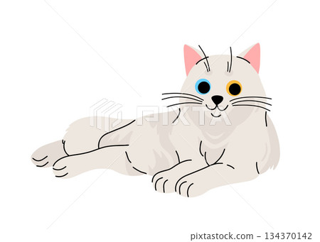 Cute cat concept. Adorable domestic turkish angora cat with heterochromia. Fluffy white kitten lying. Cartoon flat vector illustration isolated on white background 134370142