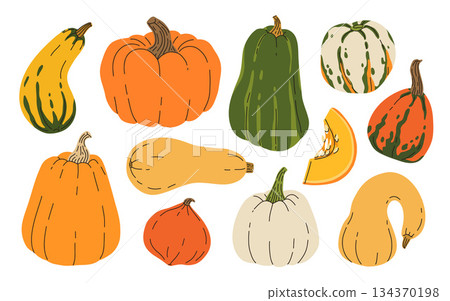Different types of pumpkins vector set isolated on white background. Various autumn pumpkins big collection hand drawn in flat style. Thanksgiving Halloween holiday cute illustration 134370198