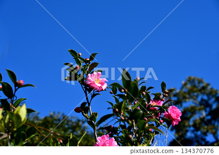深紅山茶花藍天空 深紅山茶花藍天空 134370776