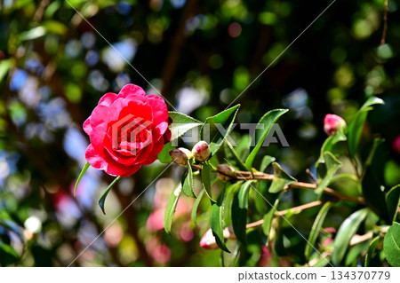 山茶花的一條枝條 134370779