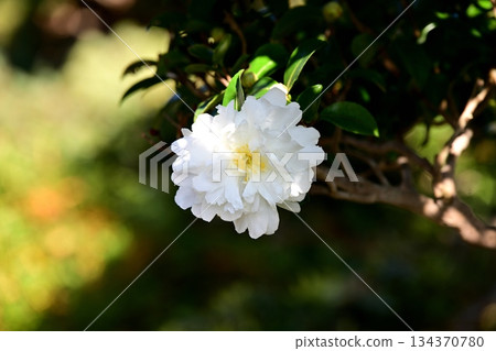 White mountain flowers 134370780