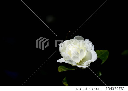 Soybean flower 134370781