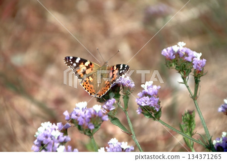 A Butterfly Resting on a Green Leaf and Spring Flowers.  134371265