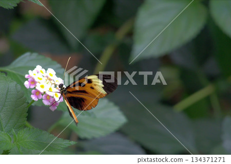 A Butterfly Resting on a Green Leaf and Spring Flowers.  134371271