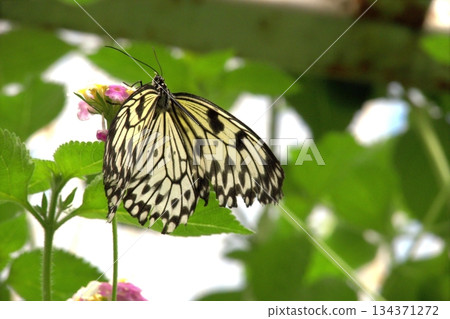 A Butterfly Resting on a Green Leaf and Spring Flowers.  134371272