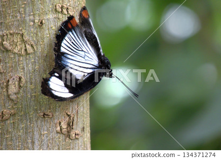 A Butterfly Resting on a Green Leaf and Spring Flowers. A Butterfly Resting on a Green Leaf and Spring Flowers. 134371274