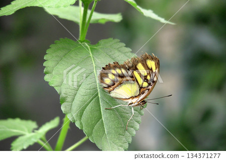 A Butterfly Resting on a Green Leaf and Spring Flowers.  134371277