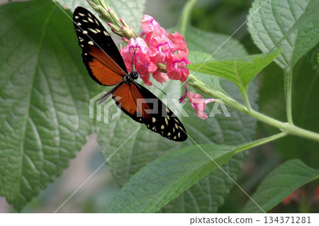 A Butterfly Resting on a Green Leaf and Spring Flowers.  134371281