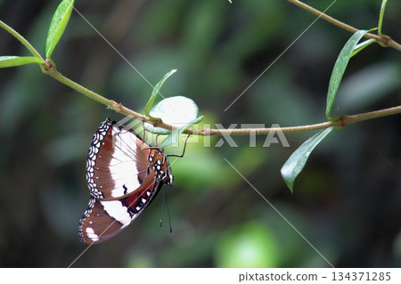 A Butterfly Resting on a Green Leaf and Spring Flowers. A Butterfly Resting on a Green Leaf and Spring Flowers. 134371285