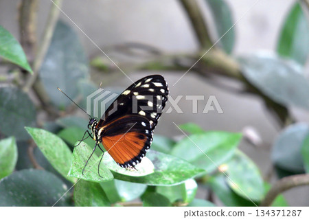 A Butterfly Resting on a Green Leaf and Spring Flowers.  134371287