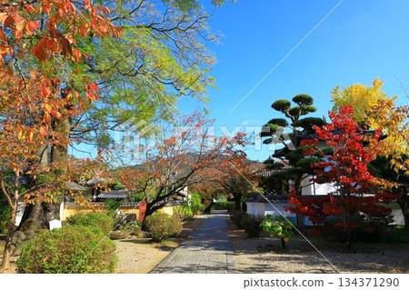 Asuka Village - Autumn leaves at Tachibana Temple 134371290