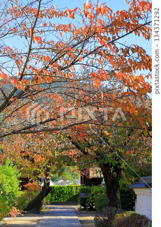Asuka Village - Autumn leaves at Tachibana Temple Asuka Village - Autumn leaves at Tachibana Temple 134371292